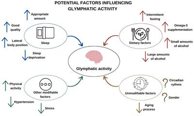 Assessment of factors influencing glymphatic activity and implications for clinical medicine